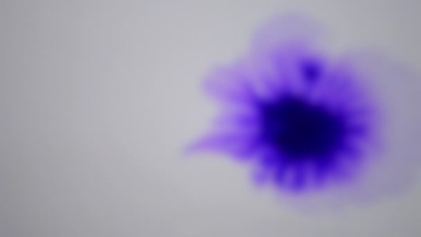 Fondo borroso. Hermosa difusión de gotas de tinta púrpura en blanco húmedo suave — Vídeos de Stock
