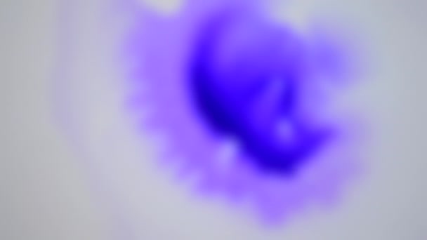 Fondo borroso. Hermosa difusión de gotas de tinta púrpura en la superficie húmeda blanca — Vídeos de Stock