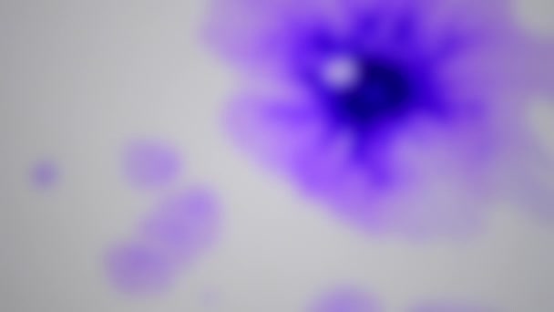 Fondo borroso. Hermosa difusión de gotas de tinta púrpura en la superficie húmeda blanca. — Vídeos de Stock