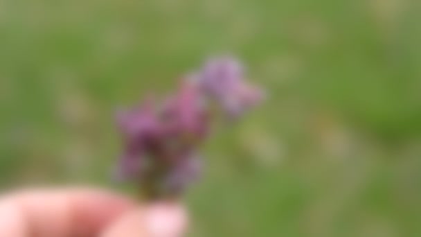 Fundo desfocado. Menina segurando uma pequena flor de campo em sua mão — Vídeo de Stock