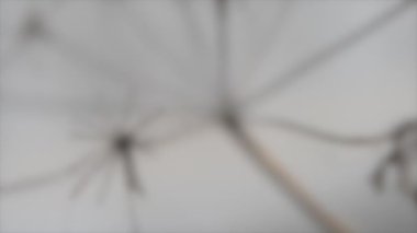 Arka plan bulanık. Bulanık gri arka planda rüzgarda hareket eden kuru otlar.