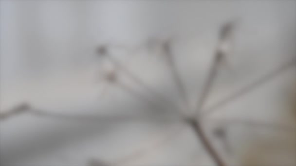 Fond flou. Herbe sèche se déplaçant dans le vent dans le fond gris flou — Video