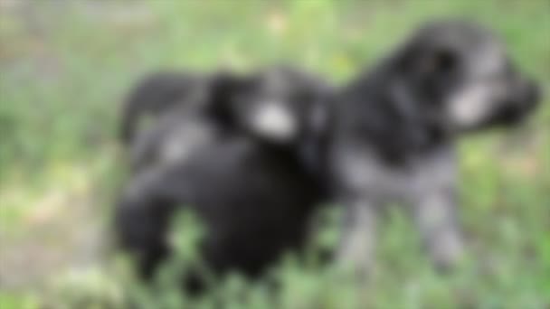 배경이 흐릿하다. 방어 할 힘이 없는 작은 강아지 두 마리가 풀 송어 위에 앉아 있다 — 비디오