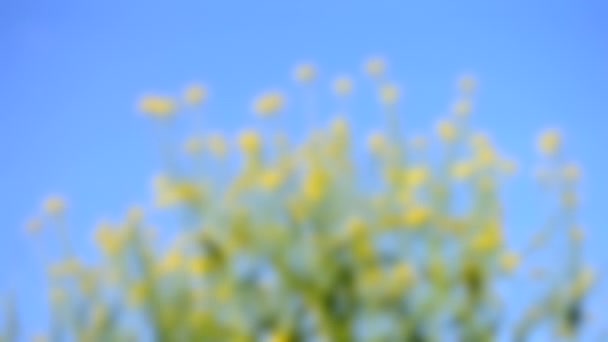 Fundo desfocado. Pequenas flores amarelas contra o céu azul claro, HD 1080 — Vídeo de Stock