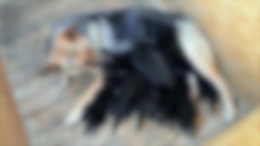 Arka plan bulanık. Alman çoban köpeği büyük köpek, küçük siyah köpeğini besliyor.