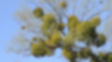 Arka plan bulanık. Hasta bir ağaç. Ağacın dallarında ökseotu.