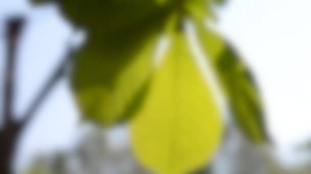 Oklar bakgrund. Stora kastanjeblad i stark vind och solljus — Stockvideo