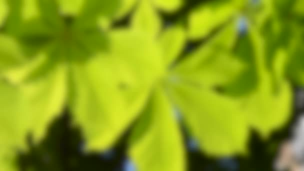 Homályos háttér. fiatal gesztenye levelek háttérvilágítás közelkép, — Stock videók