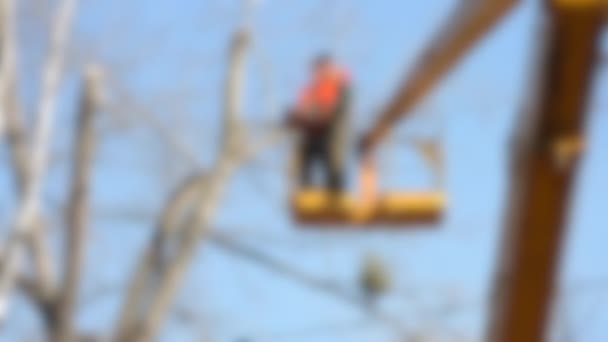 Fond flou. Les ouvriers coupent des branches d'arbres sur la grue. Printemps — Video