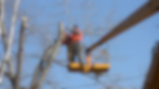 Fondo borroso. Trabajadores cortan ramas de árboles en la grúa. Primavera — Vídeos de Stock