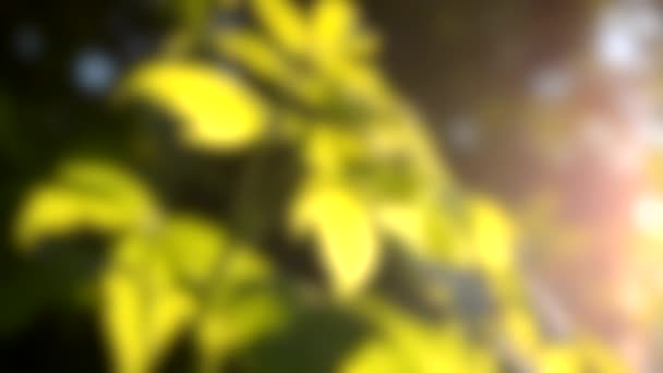 Zamazane tło. zielone liście krzewu o zachodzie słońca, zbliżenie świtu — Wideo stockowe