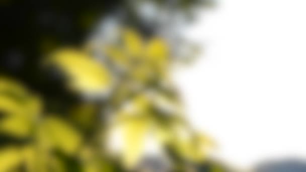 模糊的背景。日落时绿灌木叶，黎明特写HD 1080 — 图库视频影像
