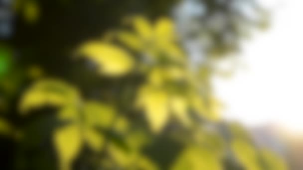 Blurred background. green bush leaves at sunset, dawn close-up HD 1080 — Stock Video