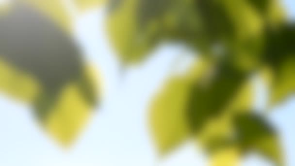 Oklar bakgrund. gröna blad i vinden med solsken på en klarblå himmel — Stockvideo