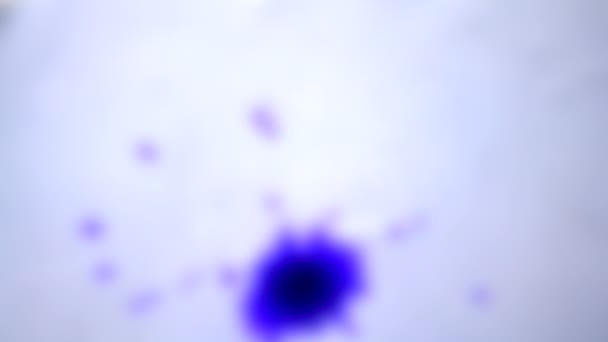 Unscharfer Hintergrund. Vereinzelt schöne Verbreitung lila Tinte Tropfen auf Weiß — Stockvideo