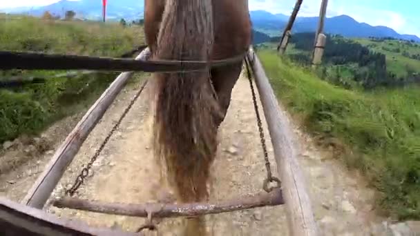 Paard trekt een chaise op een zandpad op een zonnige dag. — Stockvideo