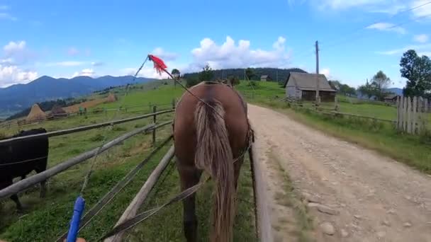 Horse pulls a chaise on a dirt path on a sunny day — Stock Footage Horse pulls a chaise on a dirt path on a sunny day Stock Video