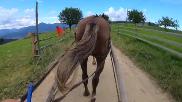 Το άλογο τραβάει μια σεζλόνγκ — Αρχείο Βίντεο