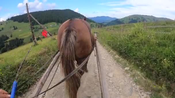 Το άλογο τραβάει μια σεζλόνγκ σε ένα χωματόδρομο μια ηλιόλουστη μέρα — Αρχείο Βίντεο