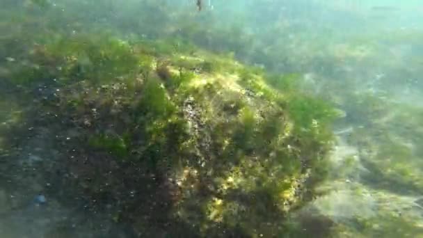 Вид на водоросли, растущие на поверхности камней в нижней части — стоковое видео
