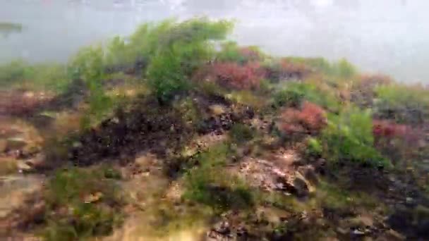 Zicht op de algen die groeien op het oppervlak van de stenen aan de onderkant — Stockvideo