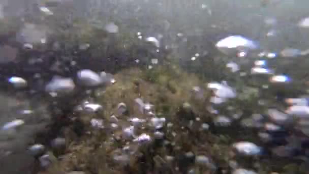 看到底部石子表面生长的海藻 — 图库视频影像