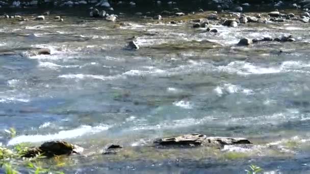 Pequeño y poco profundo río rocoso con rápidos y cascadas fluye en las montañas — Vídeos de Stock