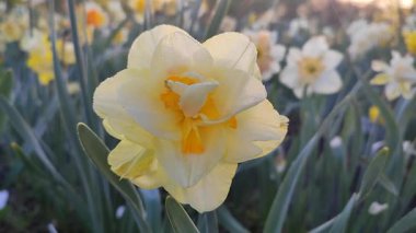 Narcissus. Güzel çiçek narsisleri. Bir sürü sarı taç yapraklı narsisli çiçek, yakın plan. Çiçek açan nergis çiçeği ve yeşil yapraklar bir bahar sabahı toprakta büyüyor.