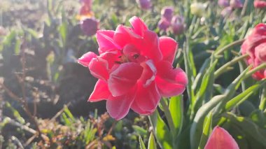 Güzel, çiçek açan lale yakın plan. Güneşli bir bahar sabahında pembe taç yaprakları ve don ile çiçek açan lale çiçeği. Çiçek açan çiçek açan lale toprakta büyüyor. Kar buzuyla kaplı yapraklar.