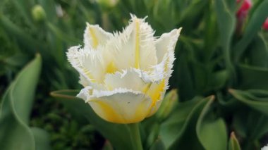 Lale. Güzel açan lale çiçeği. Güneşli bir bahar sabahında, çiçek açan lale çiçekleri. Çiçek açan sarı lale çiçeği tomurcuklanıyor. Doğal arkaplan