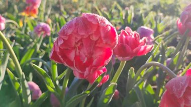 Güzel, çiçek açan lale yakın plan. Güneşli bir bahar sabahında pembe taç yaprakları ve don ile çiçek açan lale çiçeği. Çiçek açan çiçek açan lale toprakta büyüyor. Kar buzuyla kaplı yapraklar.