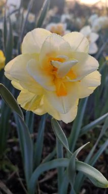 Narcissus. Güzel çiçek narsisleri. Bir sürü sarı taç yapraklı narsisli çiçek, yakın plan. Çiçek açan yeşil yapraklı nergis bahar sabahı dikey olarak toprakta yetişiyor.