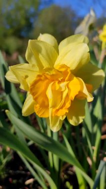 Narcissus. Güzel çiçek narsisleri. Bir sürü sarı taç yapraklı narsisli çiçek, yakın plan. Çiçek açan yeşil yapraklı nergis bahar sabahı dikey