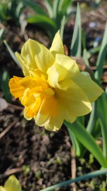 Narcissus. Güzel çiçek narsisleri. Bir sürü sarı taç yapraklı narsisli çiçek, yakın plan. Çiçek açan yeşil yapraklı nergis bahar sabahı dikey