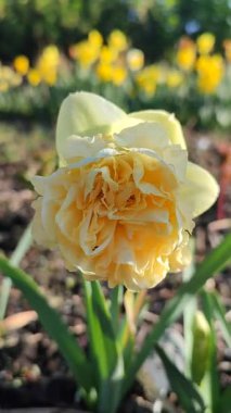 Narcissus. Güzel çiçek narsisleri. Bir sürü sarı taç yapraklı narsisli çiçek, yakın plan. Çiçek açan yeşil yapraklı nergis bahar sabahı dikey