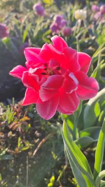 Güzel, çiçek açan lale yakın plan. Çiçekli lale çiçeği, pembe taç yaprakları ve güneşli bahar sabahında don. Çiçek açan çiçek açan lale toprakta büyüyor. Dikey kar ile kaplı taç yaprakları