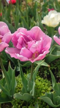 Lale. Güzel açan lale çiçeği. Güneşli bir bahar sabahında çiçek açan lale çiçeği ve mor taç yaprakları. Çiçek açan mor lale toprağı büyütüyor Doğal arka plan dikey