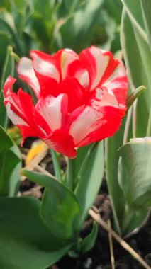 Lale. Güzel açan lale çiçeği. Güneşli bir bahar sabahı, kızıl yapraklı lale çiçeği. Çiçek açan beyaz lalelerin büyüdüğü topraklar. Doğal arkaplan dikey