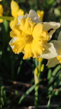 Narcissus. Güzel çiçek narsisleri. Bir sürü sarı beyaz taç yapraklı narsisli çiçek, yakın plan. Çiçek açan yeşil yapraklı nergis, bahar sabahı dikey büyüyor.