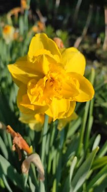 Narcissus. Güzel çiçek narsisleri. Bir sürü sarı taç yapraklı narsisli çiçek, yakın plan. Çiçek açan yeşil yapraklı nergis, bahar sabahı dikey büyüyor.