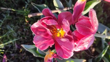 Güzel, çiçek açan lale yakın plan. Güneşli bir bahar sabahında pembe taç yaprakları ve don ile çiçek açan lale çiçeği. Çiçek açan çiçek açan lale toprakta büyüyor. Kar buzuyla kaplı yapraklar.