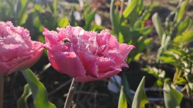 Lale ve böcek. Çiçek açan güzel lale çiçekleri ve taç yapraklarındaki böcekler. Güneşli baharda çiçek açan lale çiçeği ve pembe taç yaprakları. Çiçek açan kırmızı lale çiçeği büyüyen topraklar.