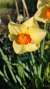 Narcissus. Güzel çiçek narsisleri. Sarı turuncu taç yapraklı çiçek açan narsist çiçekleri yakından çek. Çiçek açan nergis çiçeği ve yeşil yapraklar bahar sabahı toprakta büyüyor.