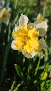 Narcissus. Güzel çiçek narsisleri. Bir sürü sarı beyaz taç yapraklı narsisli çiçek, yakın plan. Çiçek açan yeşil yapraklı nergis, bahar sabahı dikey büyüyor.