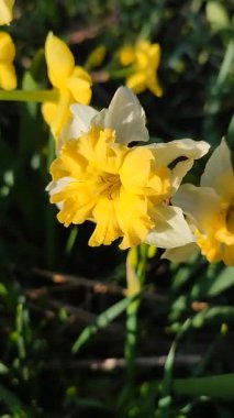 Narcissus. Güzel çiçek narsisleri. Bir sürü sarı beyaz taç yapraklı narsisli çiçek, yakın plan. Çiçek açan yeşil yapraklı nergis, bahar sabahı dikey büyüyor.