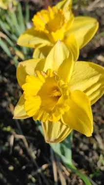 Narcissus. Güzel çiçek narsisleri. Çiçek açan narsisli sarı taç yapraklı yakın plan. Çiçek açan yeşil yapraklı nergis bahar sabahı dikey