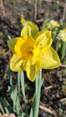 Narcissus. Güzel çiçek narsisleri. Çiçek açan narsisli sarı taç yapraklı yakın plan. Çiçek açan yeşil yapraklı nergis bahar sabahı dikey