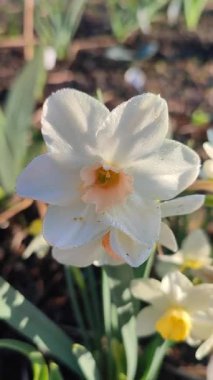 Narcissus. Güzel çiçek narsisleri. Bir sürü pembe beyaz taç yaprağı olan narsisli çiçek. Çiçek açan yeşil yapraklı nergis, bahar sabahı dikey büyüyor.