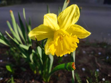 Çiçek açan çiçek narsisleri, yaklaşın. Çiçek açan nergis çiçeği yeşil saplı sarı yapraklar güneşli bahar gününde bahçede yapraklar yetişiyor. Bahçecilik çiçeği..