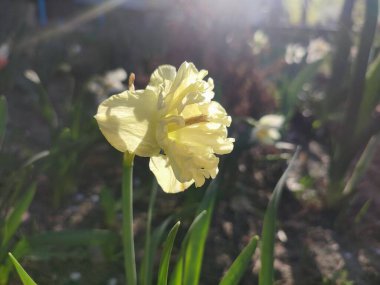 Çiçek açan güzel nergis çiçeği Bahar akşamında Sunny Side Up. Sarı narsisli yapraklar, yeşil saplı bir şişkinlik içinde toplandı. Yaprakları akşam güneşi ışınlarıyla aydınlatılıyordu..